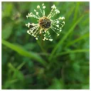 Psillium Plant.webp