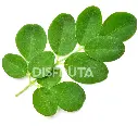 Hojas de Moringa Frescas Rama.webp