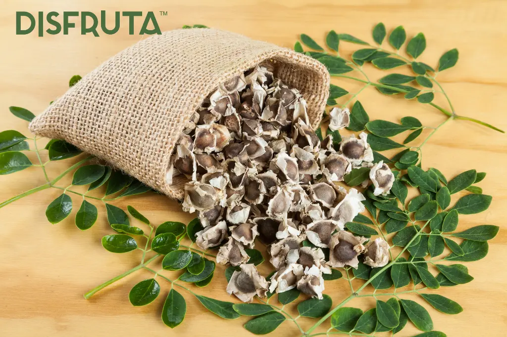 Semilla de Moringa y Hoja Comercial 3.webp