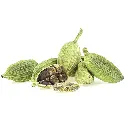 Vaina Cardamo 3.webp