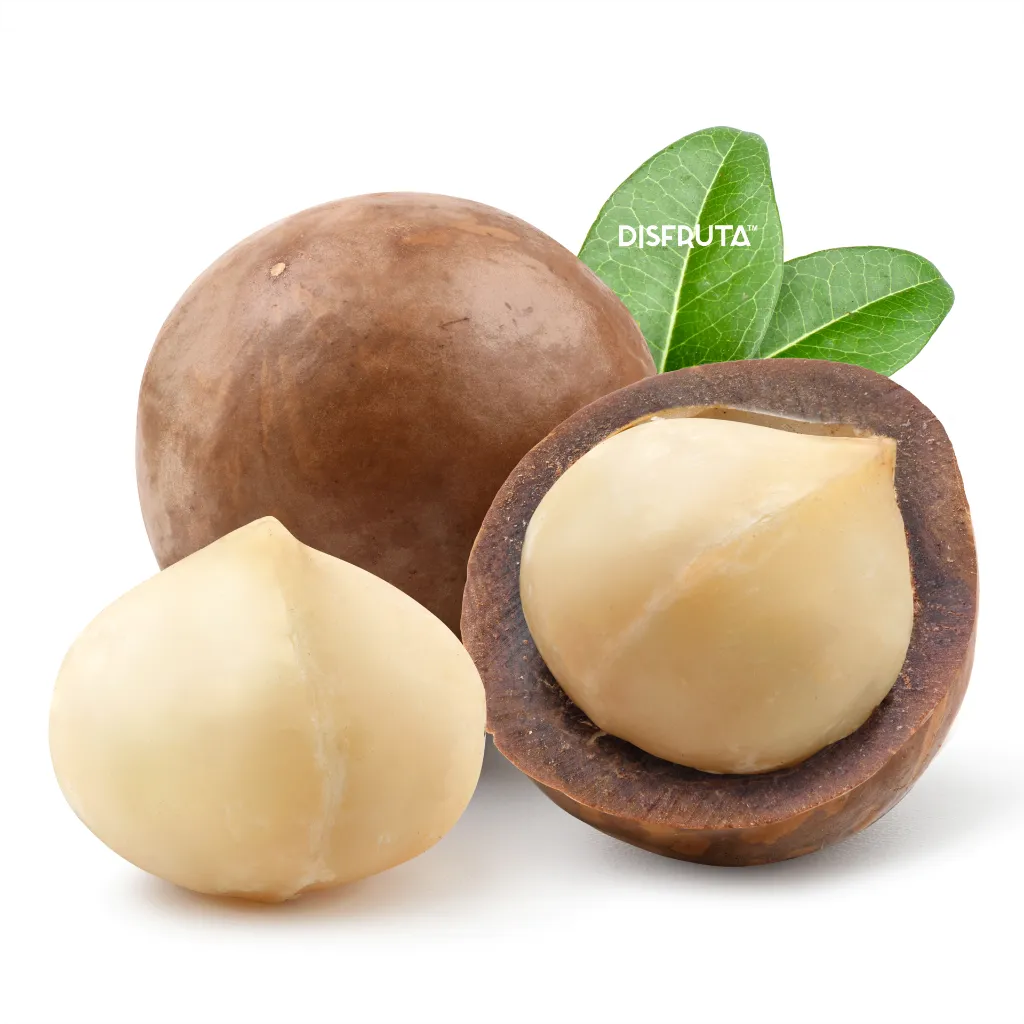 Macadamia Nut ISO.webp