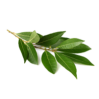 [HOLA250] Hoja De Laurel | DSH| Jalisco | Pack 50Gr                                                                               