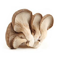 Oyster Mushroom | Morelos | Pack 200Gr                                                                          