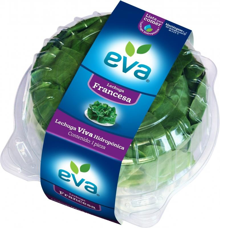 Lechuga Hidropónica Francesa | Eva® | Guanajuato                                                                               