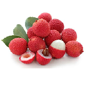 Litchi Brewster | Urquidez® | Sonora | GRL