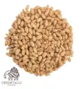 White Pine Nut | CAT 2 | Shelled | Alteña® | China | BULK                                                                             