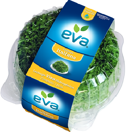Lechuga Hidropónica Italiana | Eva® | Guanajuato 