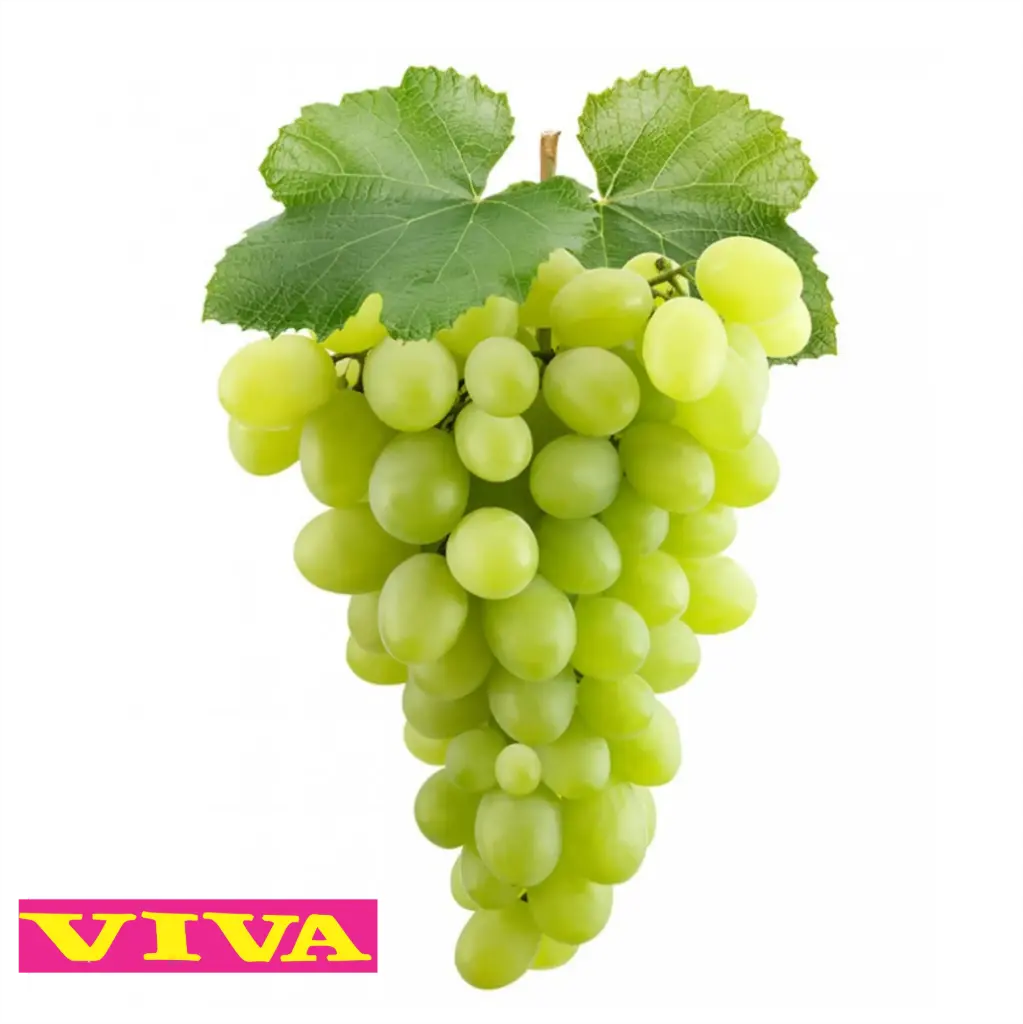 Uva Verde | Viva® | Sonora | GRL   